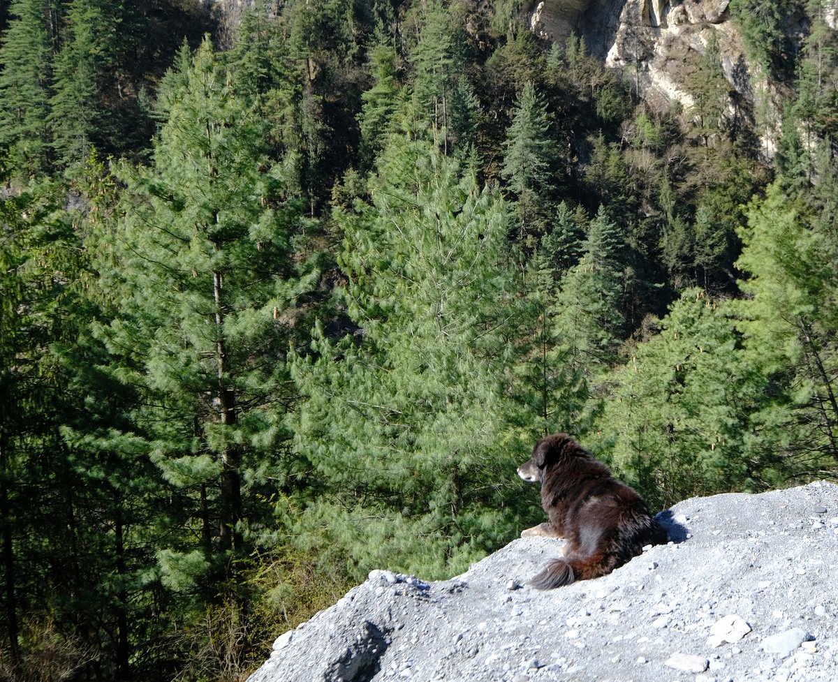 The dog seems to enjoying the landscape too