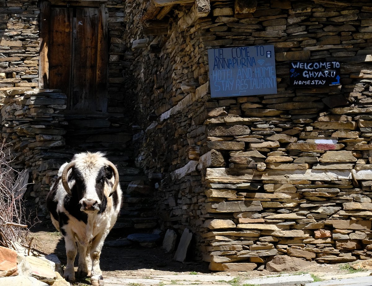 Welcome to Ghyaru