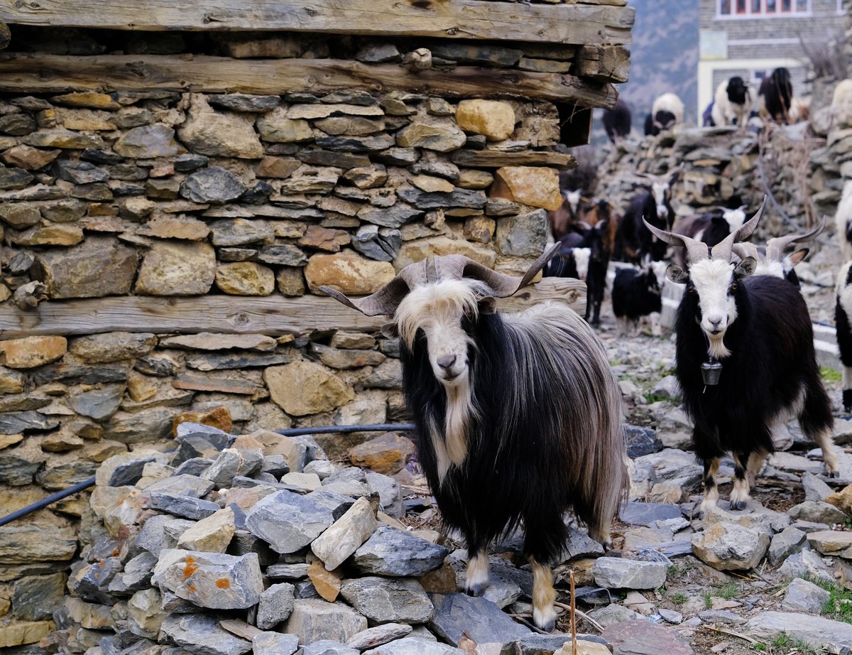 After reaching Ngawal, we walked through the village in the evening. Some sheep returning home after grazing, look at us with curiosity.