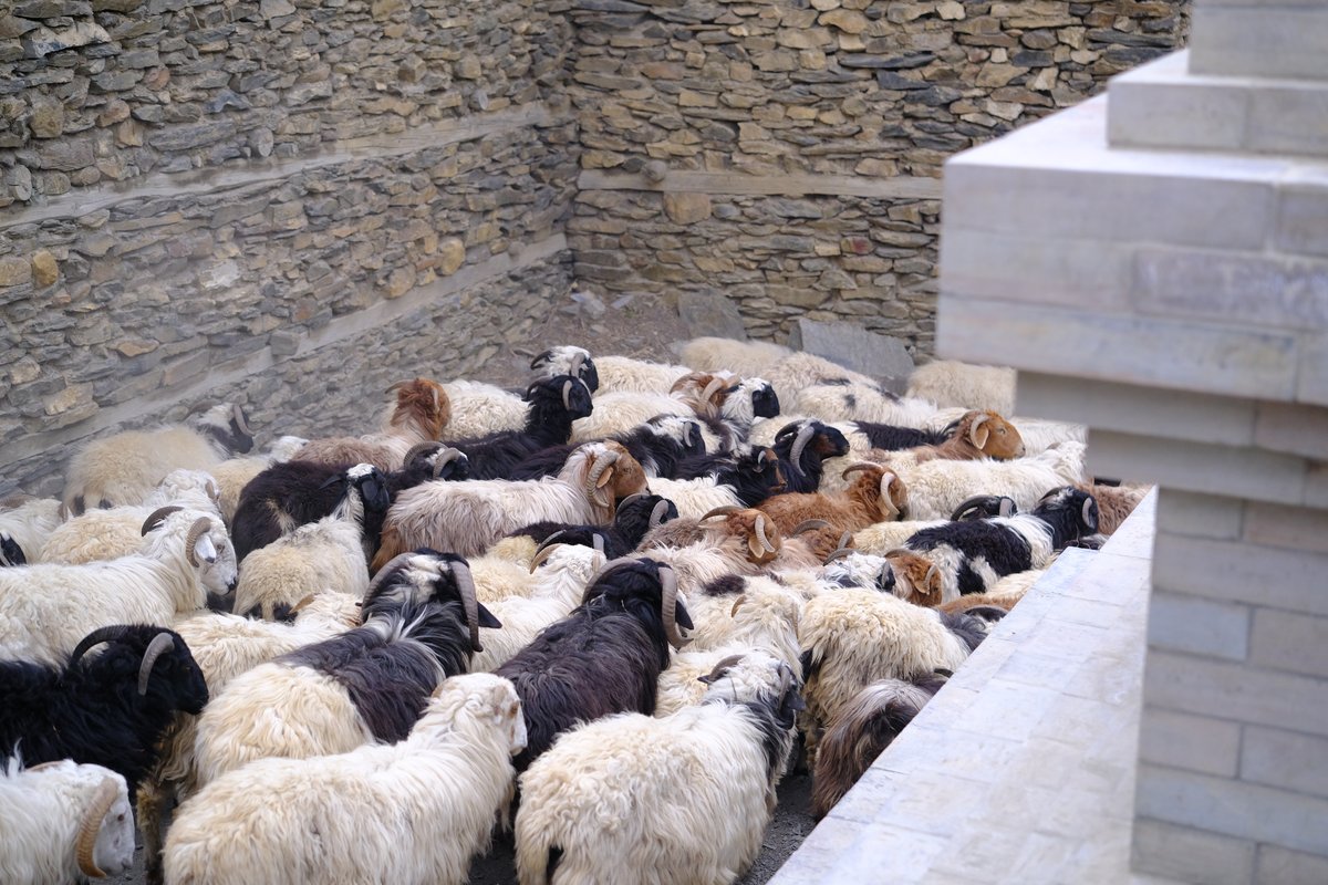 The sheep are herded through the narrow streets to their place in the ground floor of the homes, below the living quarters.