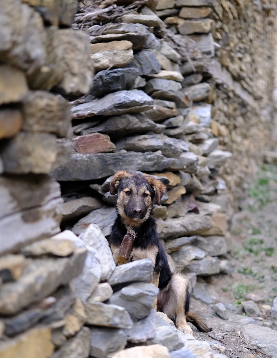 A shy juvenile dog in the village