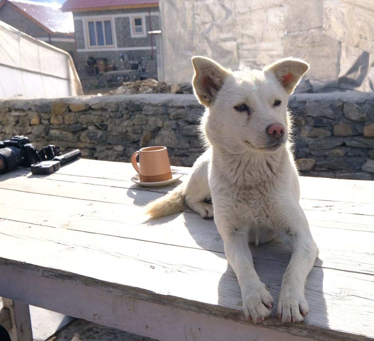 A playful puppy near our teahouse