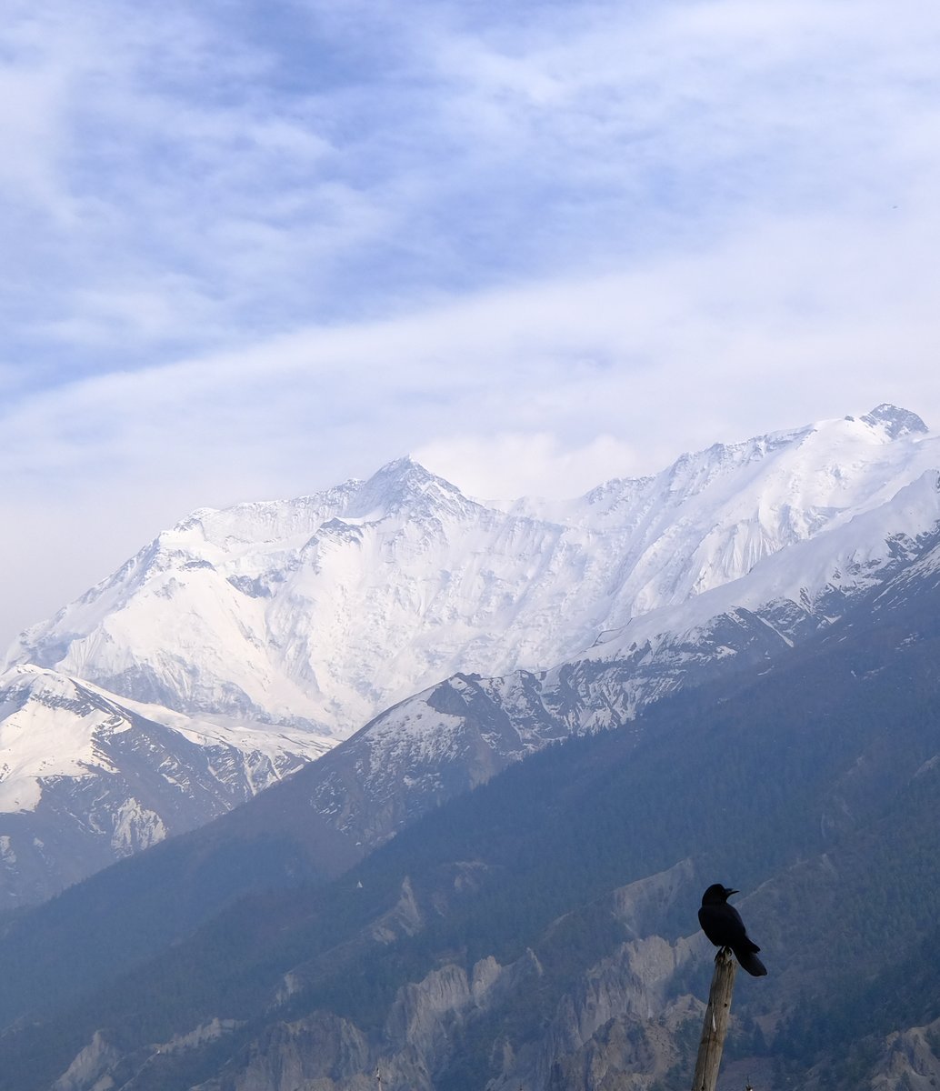 A Raven against the Annapurna