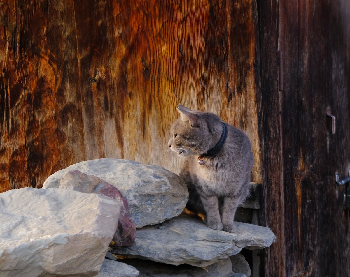 Though we didnt see the snow leopard at Manang, his smaller domestic cousin made an appearance