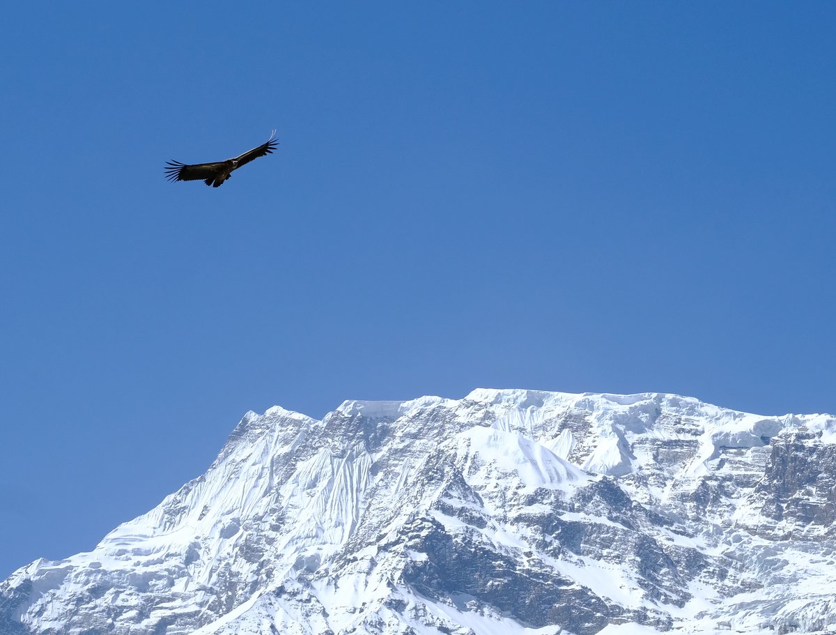 A Griffon Vulture against the snow covered peaks