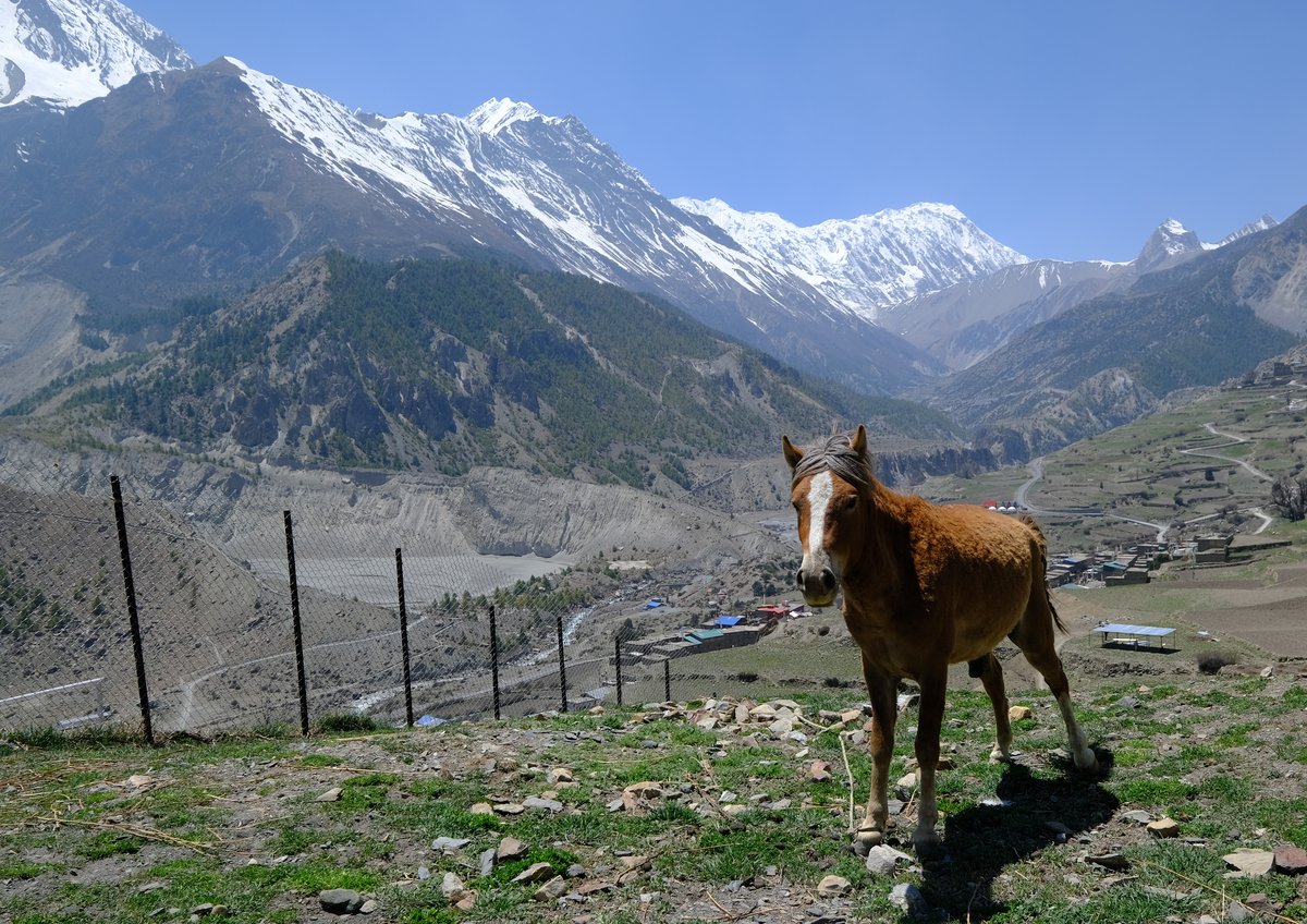 A grazing horse on the way back from the monastery