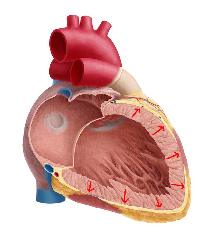 ventricle_activation.jpg