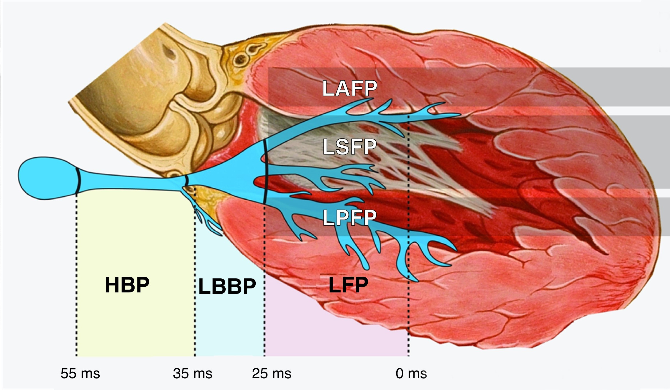 anatomy.jpeg